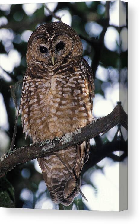 Animal Canvas Print featuring the photograph Spotted Owl Strix Occidentalis by Ron Sanford