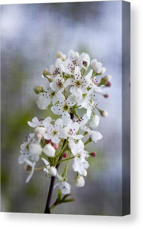 Bradford Canvas Print featuring the photograph Spring Blooming Bradford Pear Blossoms by Kathy Clark