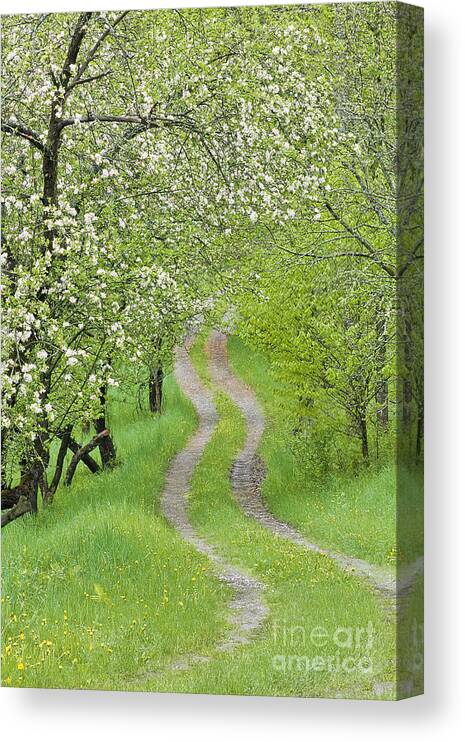 Spring Canvas Print featuring the photograph Spring Blossom Road by Alan L Graham
