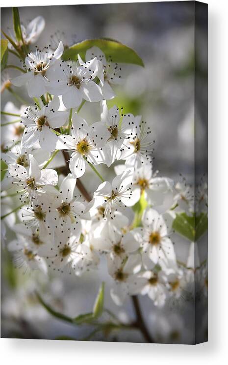 Bradfordpear Canvas Print featuring the photograph Spring Blossoms by CarolLMiller Photography