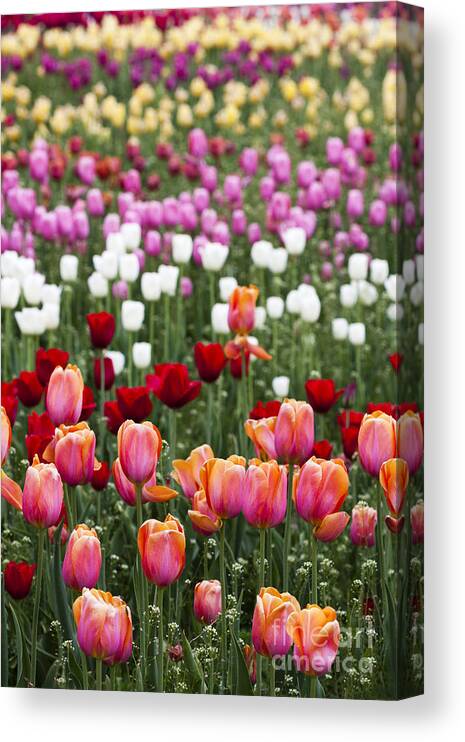 Tulips Canvas Print featuring the photograph Tulip Rainbow by Patty Colabuono