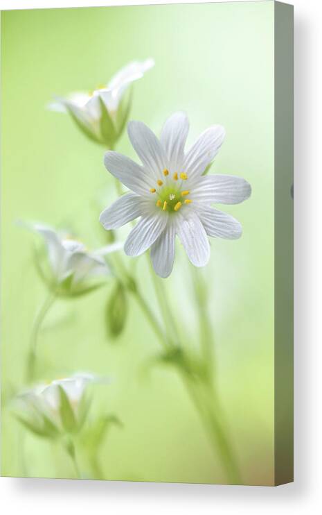 Stitchwort Canvas Print featuring the photograph Spring Sparkle by Mandy Disher