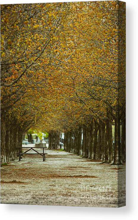 Blossom Canvas Print featuring the photograph Spring trees blossoming in Montreal by Sandra Cunningham