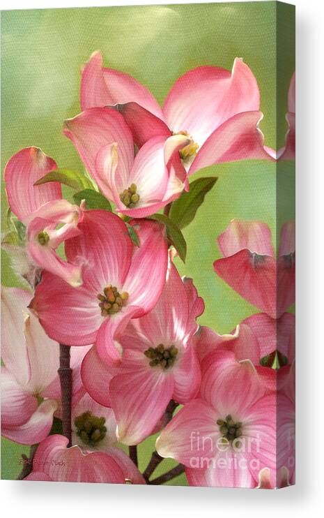 Eastern Dogwood Canvas Print featuring the photograph Springtime Dance by Beve Brown-Clark Photography