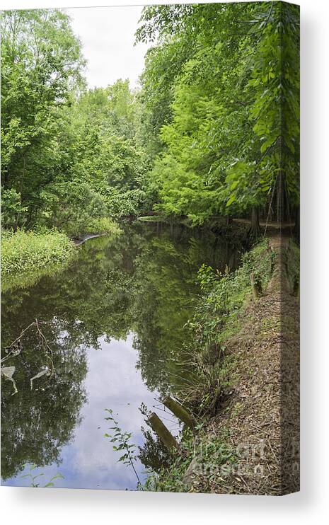 Creek Canvas Print featuring the photograph Springtime on Jeffries Creek by MM Anderson
