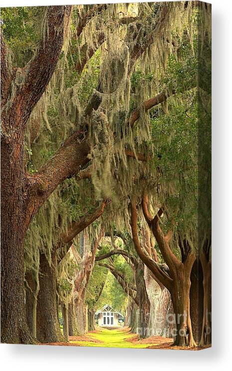 Avenue Of The Oaks Canvas Print featuring the photograph St Simons Island Oaks by Adam Jewell