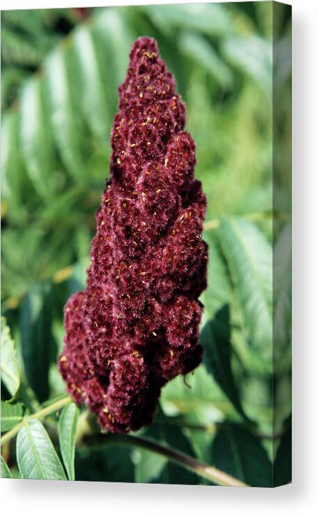 Velvet Sumac Canvas Print featuring the photograph Staghorn Sumac Fruit by Jim D Saul/science Photo Library