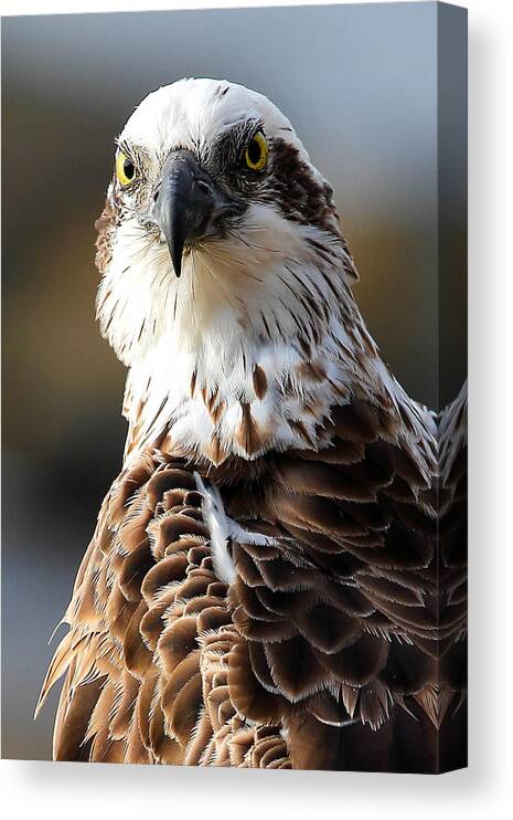 Australia Canvas Print featuring the photograph Staredown by Howard Ferrier