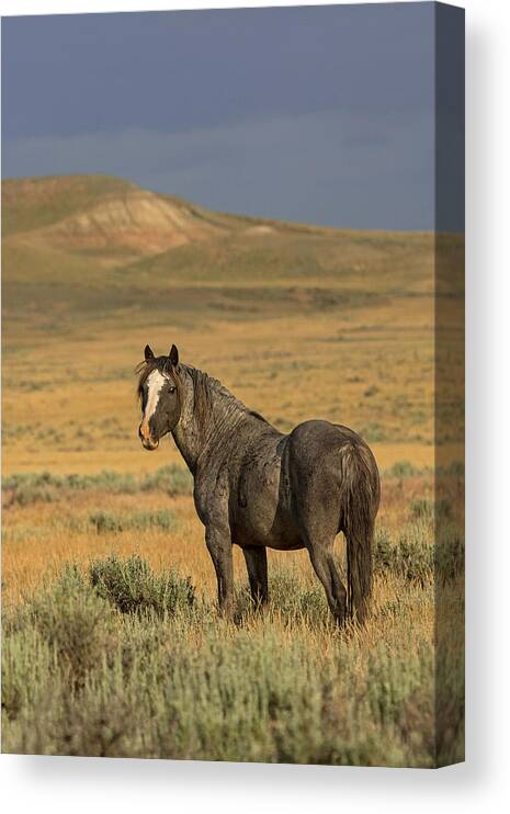 Wild Horse Canvas Print featuring the photograph Stormborne by Sandy Sisti