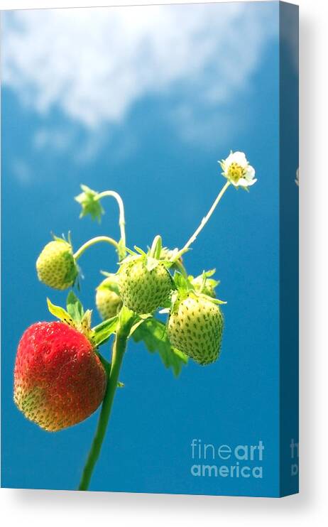 Abstract; Background; Berry; Close-up; Detail; Fresh; Fruit; Garden; Health; Macro; Organic; Pattern; Red; Strawberry; Texture; Different; Green; Flower; Sky; Blue; Clear; Clouds; Summer; Time; Spring; Freedom; Happy; Sun; Sunny; One; Best; Success; Grow; Mellow; Mature; Ripen; Ripe; Original; Concept; Diversity; Competition; Canvas Print featuring the photograph Strawberries by Michal Bednarek