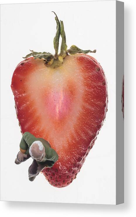 Strawberry Canvas Print featuring the photograph Strawberry Seat by Tony Locke