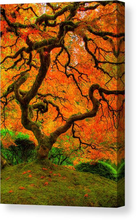 Tree Canvas Print featuring the photograph Structured Beauty by Dustin LeFevre