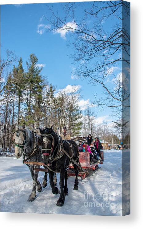 Maple Sugar Canvas Print featuring the photograph Sugar Bush Horse Ride by Cheryl Baxter