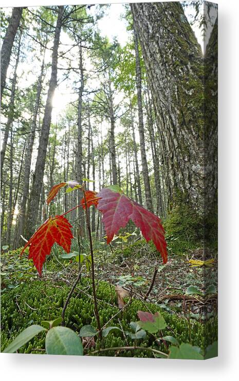 Feb0514 Canvas Print featuring the photograph Sugar Maple In Old-growth Canadian by Scott Leslie