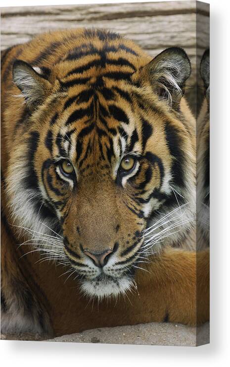 Feb0514 Canvas Print featuring the photograph Sumatran Tiger by Hiroya Minakuchi
