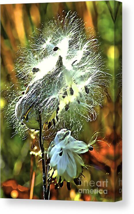Summer Canvas Print featuring the photograph SUMMER SEEDS - milkweed by Adam Olsen