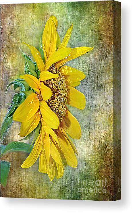 Photography Canvas Print featuring the photograph Sun Shower on Sunflower by Kaye Menner