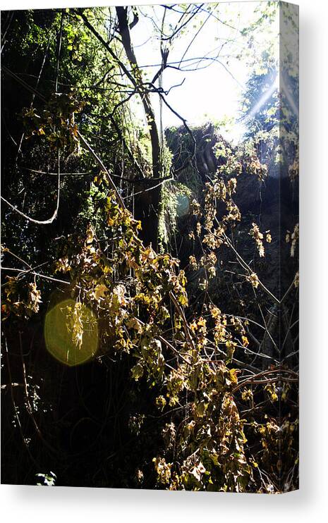 Vines Canvas Print featuring the photograph Sun Spot by Edward Hawkins II