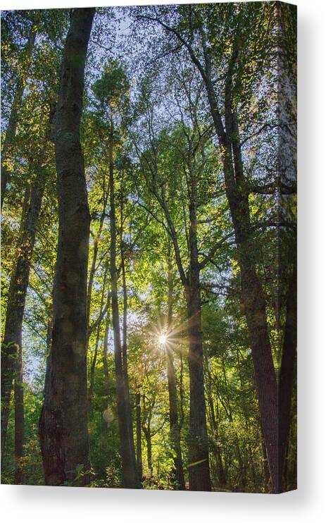 Sunburst Canvas Print featuring the photograph Sunburst Through the Trees by Beth Venner
