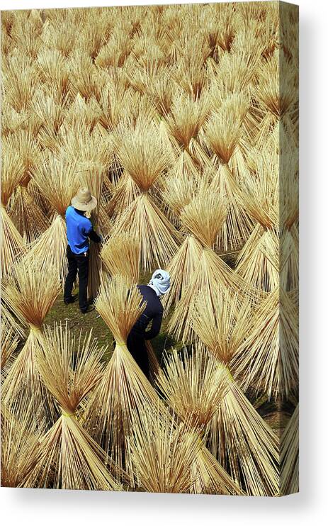 Working Canvas Print featuring the photograph Sundried Bamboo Sticks by Melindachan