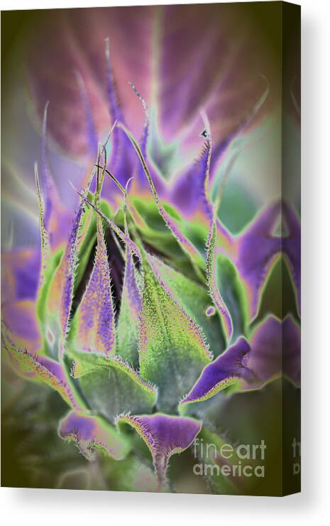 Sunflower Canvas Print featuring the photograph Sunflower Bud Abstract by Christiane Schulze Art And Photography