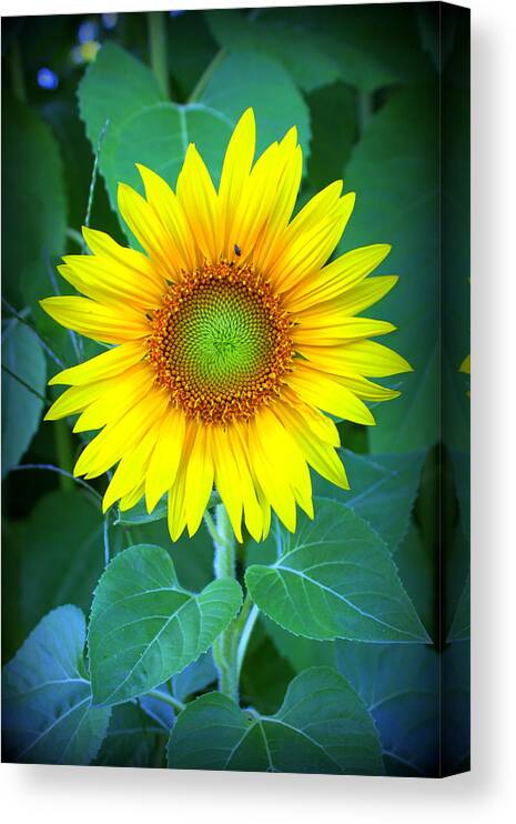 Sunflower In Green Canvas Print featuring the photograph Sunflower in Green by Suzanne DeGeorge