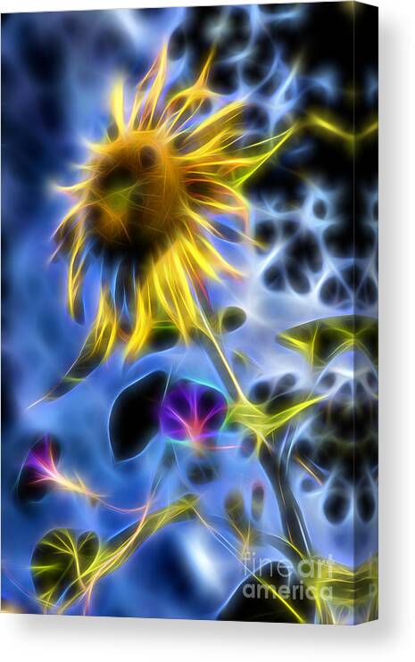 Timothy Hacker Canvas Print featuring the photograph Sunflower In Its Glory by Timothy Hacker