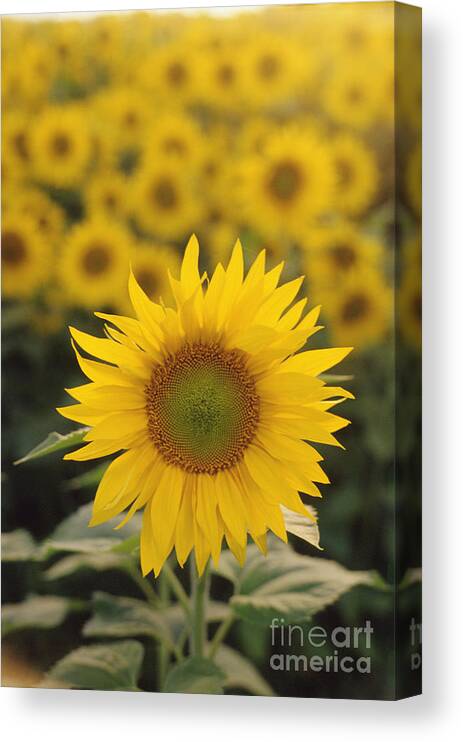 Plant Canvas Print featuring the photograph Sunflower by Jim Corwin