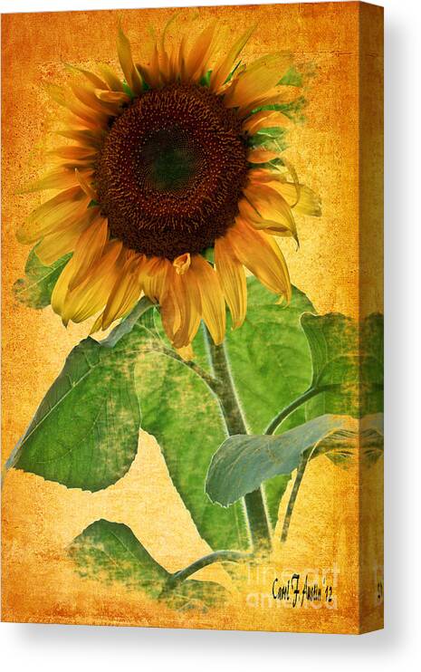 Sunflower Canvas Print featuring the photograph Sunny Sunflower Wall Art by Carol F Austin