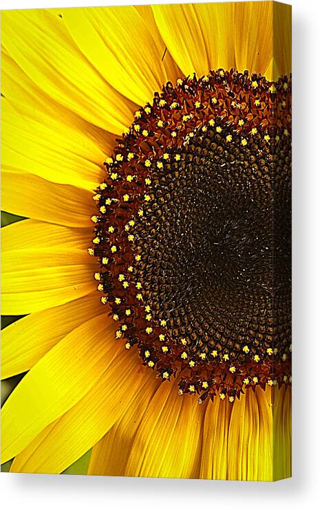 Sunflower Canvas Print featuring the photograph Sunflower by Tammy Schneider