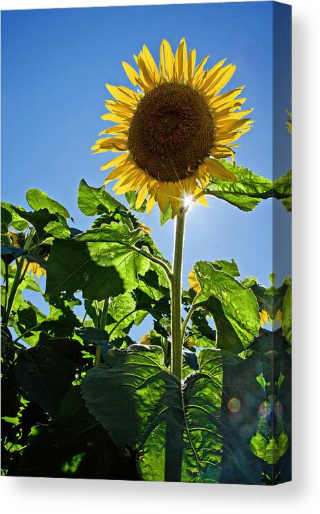 Sunflower Canvas Print featuring the photograph Sunflower with Sun by Donna Doherty