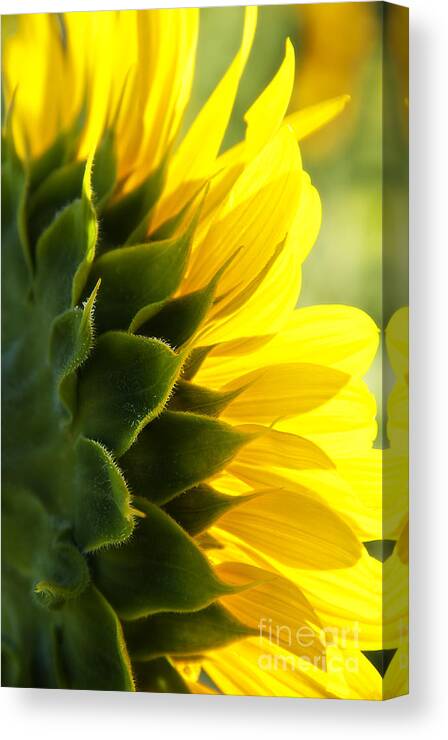 Lee Craig Canvas Print featuring the photograph SunKissed by Lee Craig