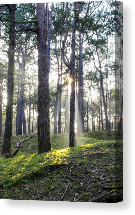 Trees Canvas Print featuring the photograph Sunlit Trees by Spikey Mouse Photography