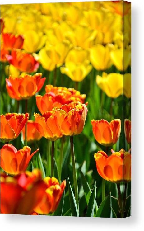 Tulips Canvas Print featuring the photograph Sunny tulips by Gynt