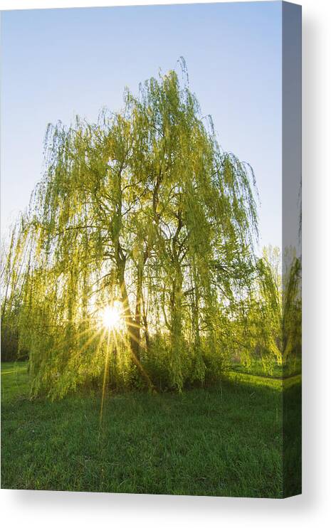 Autumn Canvas Print featuring the photograph Sunset Willow by Mircea Costina Photography