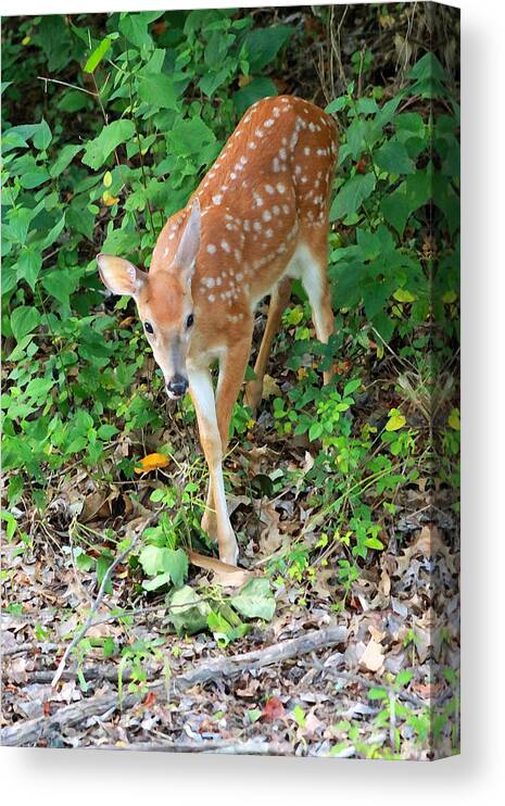 Fawn Canvas Print featuring the photograph Surprised Fawn by Lorna Rose Marie Mills DBA Lorna Rogers Photography