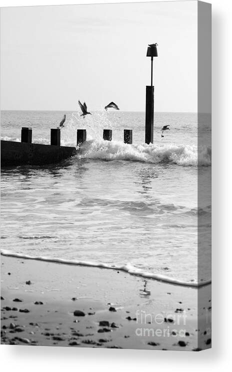 Autumn Canvas Print featuring the photograph Surprised Seagulls by Anne Gilbert