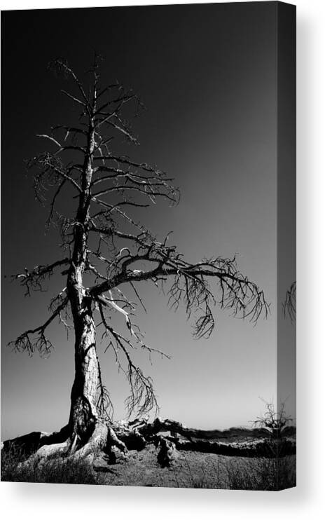 Survival Tree Canvas Print featuring the photograph Survival Tree by Chad Dutson