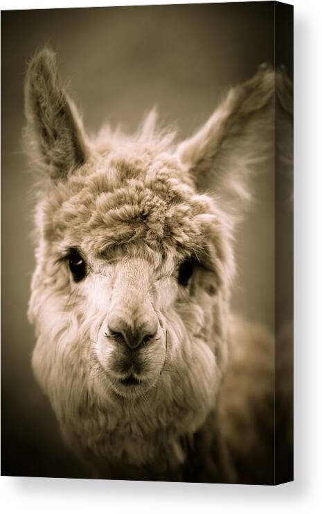Alpaca Canvas Print featuring the photograph Sweet Alpaca by Shane Holsclaw