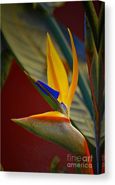 John+kolenberg Canvas Print featuring the photograph Sweet Bird In Veracruz by John Kolenberg