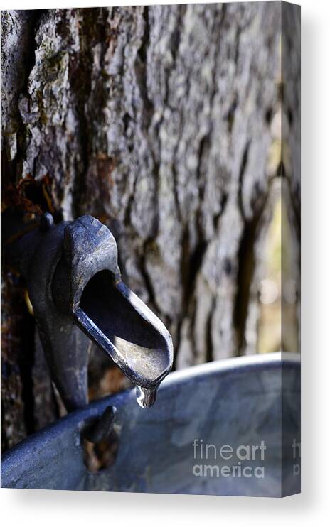 Tapped Sugar Maple Canvas Print featuring the photograph Tapped Sugar Maple by Thomas R Fletcher