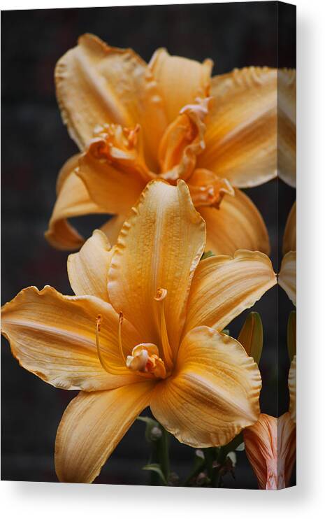 Technicolor Dreamcoat Daylilies Canvas Print featuring the photograph Technicolor Dreamcoat Daylilies by Suzanne Gaff