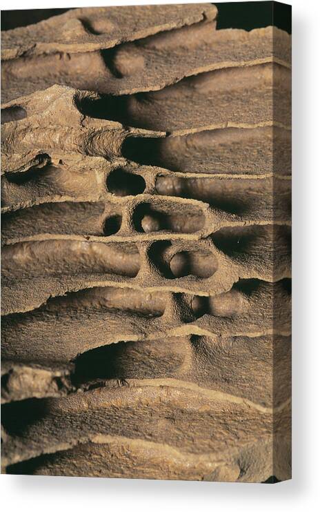 Zoology Canvas Print featuring the photograph Termite Nest by Pascal Goetgheluck/science Photo Library