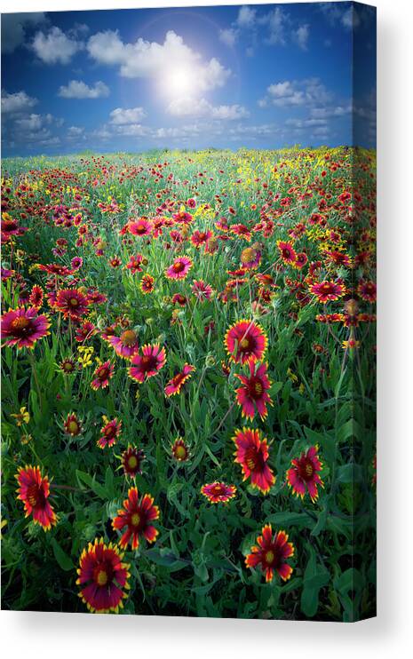 Fort Worth Canvas Print featuring the photograph Texas Wildflowers by Dean Fikar