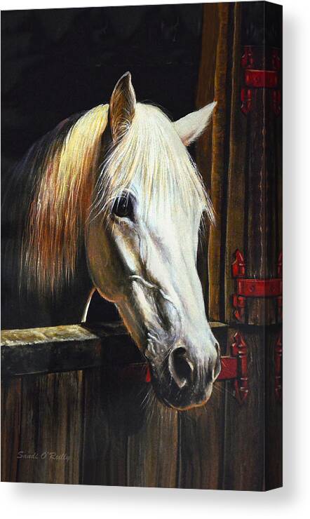 White Horse Canvas Print featuring the photograph The Beauty Of A White Horse by Sandi OReilly