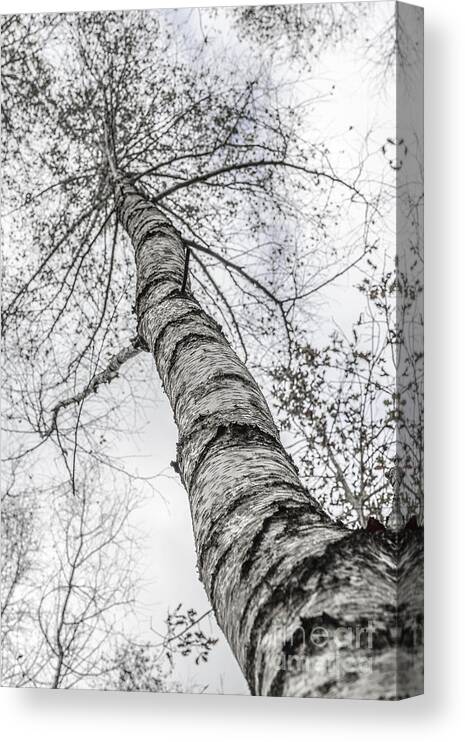 Birch Canvas Print featuring the photograph The Birch Tree by Hannes Cmarits