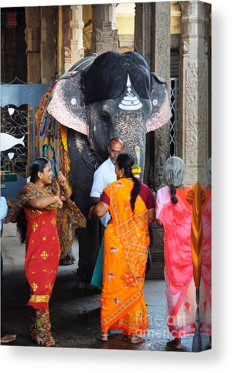 Madurai Canvas Print featuring the photograph The Blessing Elephant by Colin Woods