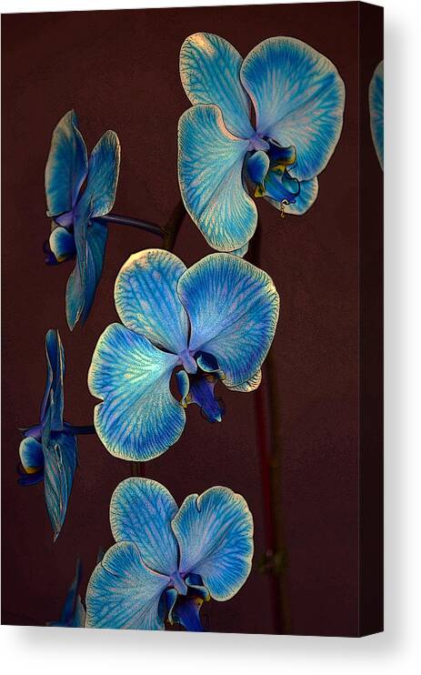 Blue Canvas Print featuring the photograph The Blue Orchid by Dragan Kudjerski