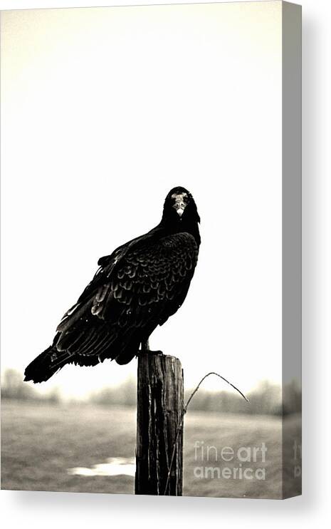 Bird Canvas Print featuring the photograph The Challenger by Carlee Ojeda