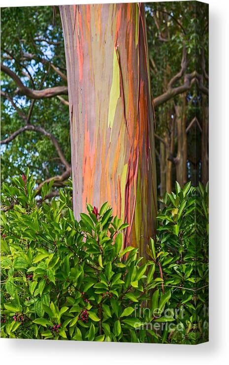 Rainbow Eucalyptus Deglupta Canvas Print featuring the photograph The colorful and magical Rainbow Eucalyptus tree. by Jamie Pham